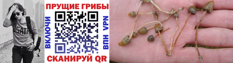 закладки  Пущино  Галлюциногенные грибы мицелий 